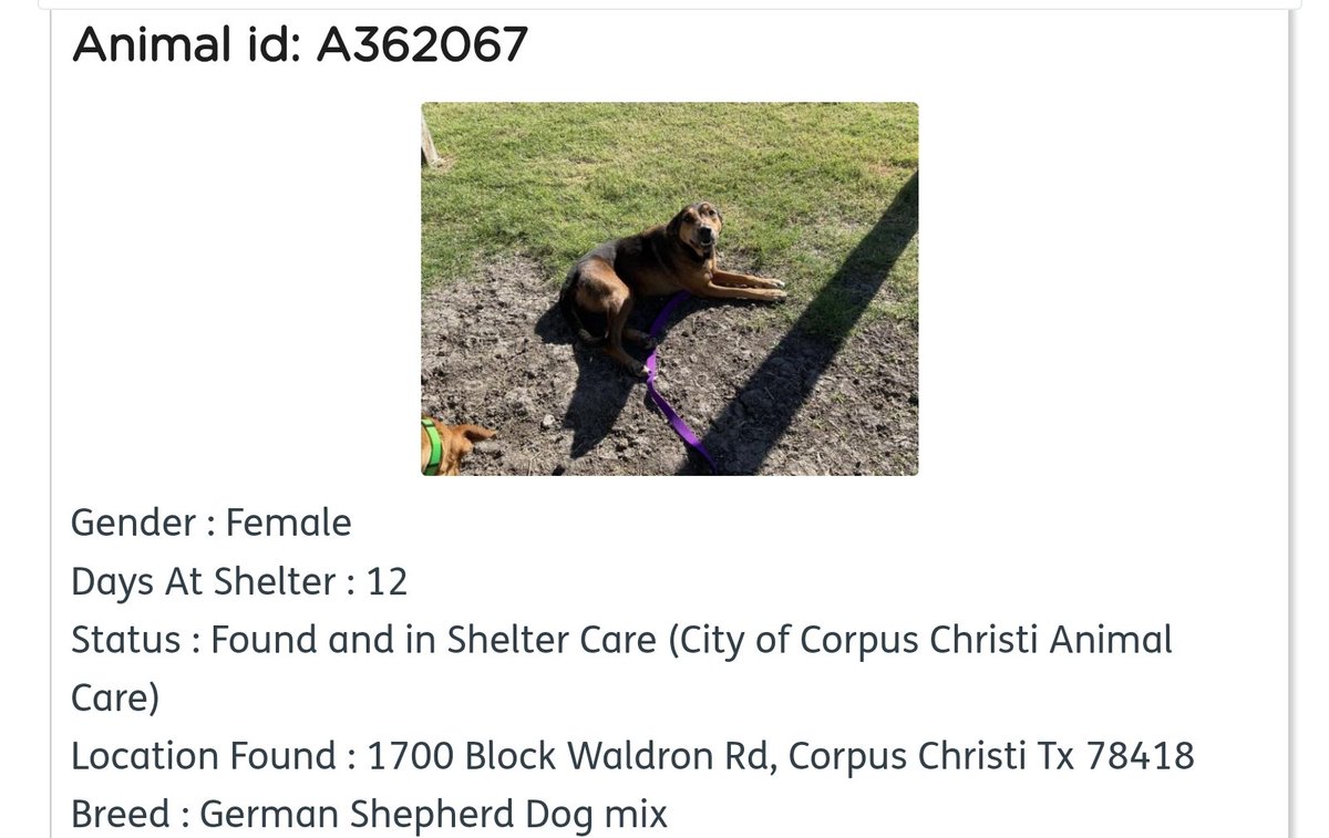 beeleevitonly's tweet photo. #CorpusChristi #TX #LostDog #FoundDog #perroperdido #perroencontrado #perrodesaparecido This female dog found injured,  limping,  wearing harness &amp; sweater 
Found 11/27  #WaldronRd #BaldwinBlvd If this is your dog she only has until 12/14 to live, is on #EuthanasiaList Plz RT https://t.co/vycq2l2u2I