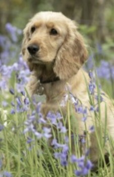 millypod1's tweet photo. 🆘5 DEC 2023 #Lost ELLIE #ScanMe #Tagged Red/Golden Cocker Spaniel Female
Lymm Dam (The Bongs section to the rear of the Dam) WA13 0SU. nr #A56 #M6 Motorway.
#Lymm #Warrington #Cheshire #WA13  https://t.co/MyvpWt4rbU https://t.co/rJWuNNfxVh