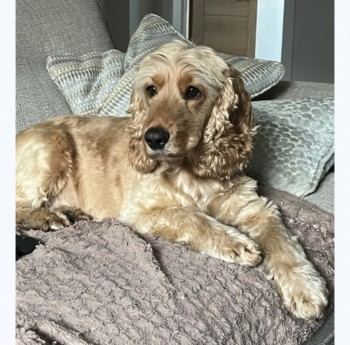 🆘5 DEC 2023 #Lost ELLIE #ScanMe #Tagged Red/Golden Cocker Spaniel Female
Lymm Dam (The Bongs section to the rear of the Dam) WA13 0SU. nr #A56 #M6 Motorway.
#Lymm #Warrington #Cheshire #WA13  doglost.co.uk/dog-blog.php?d…