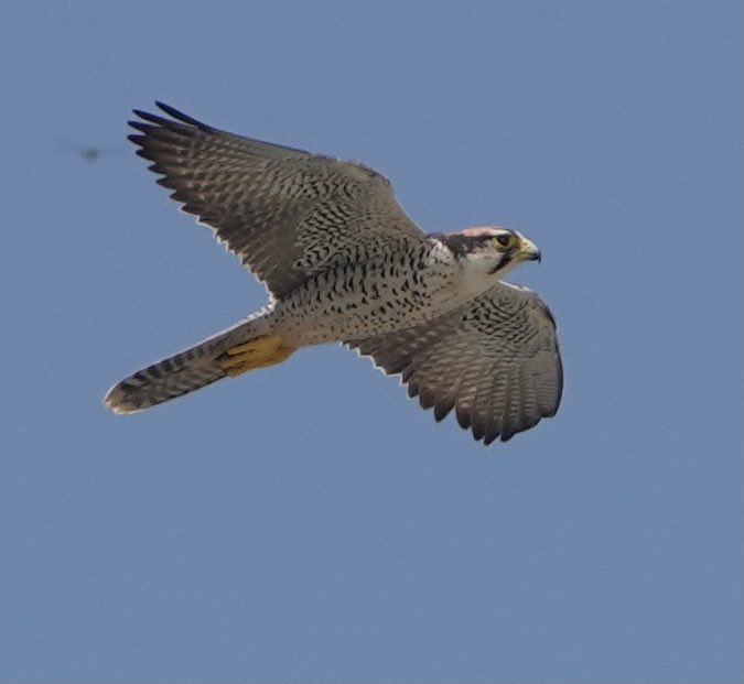Lanner falcon in flight 
#birdwatching #birdphotograph #travelphotograph #birdsofgambia