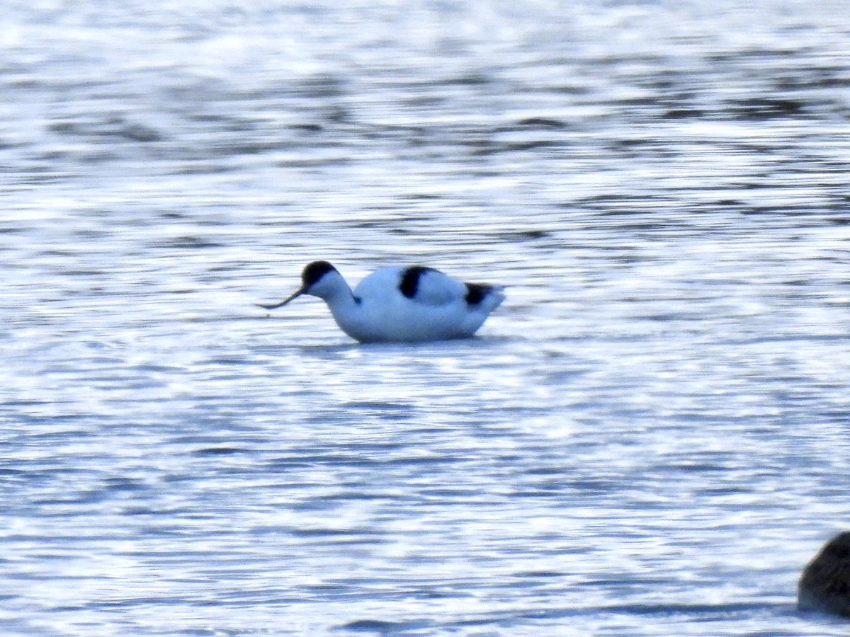 Great day spent @ WWT Slimbridge with Dean <a href="/worlebirder/">Dean Reeves</a> 65 species seen, highlights were 3 Cattle Egrets, Avocet, 50+ Bewick’s Swans, 1000’s Golden Plover along with all the winter waders. Nice to see <a href="/kev07713/">Kev heath</a> &amp; <a href="/jkyles32/">Kyle Smith 🏴󠁧󠁢󠁳󠁣󠁴󠁿</a> <a href="/WWTSlimbridge/">WWT Slimbridge</a> <a href="/slimbridge_wild/">Slimbridge Sightings</a> <a href="/GlosterBirder/">Mike King🦉🐺</a> <a href="/BTO_GLOS/">BTO GLOS</a>
