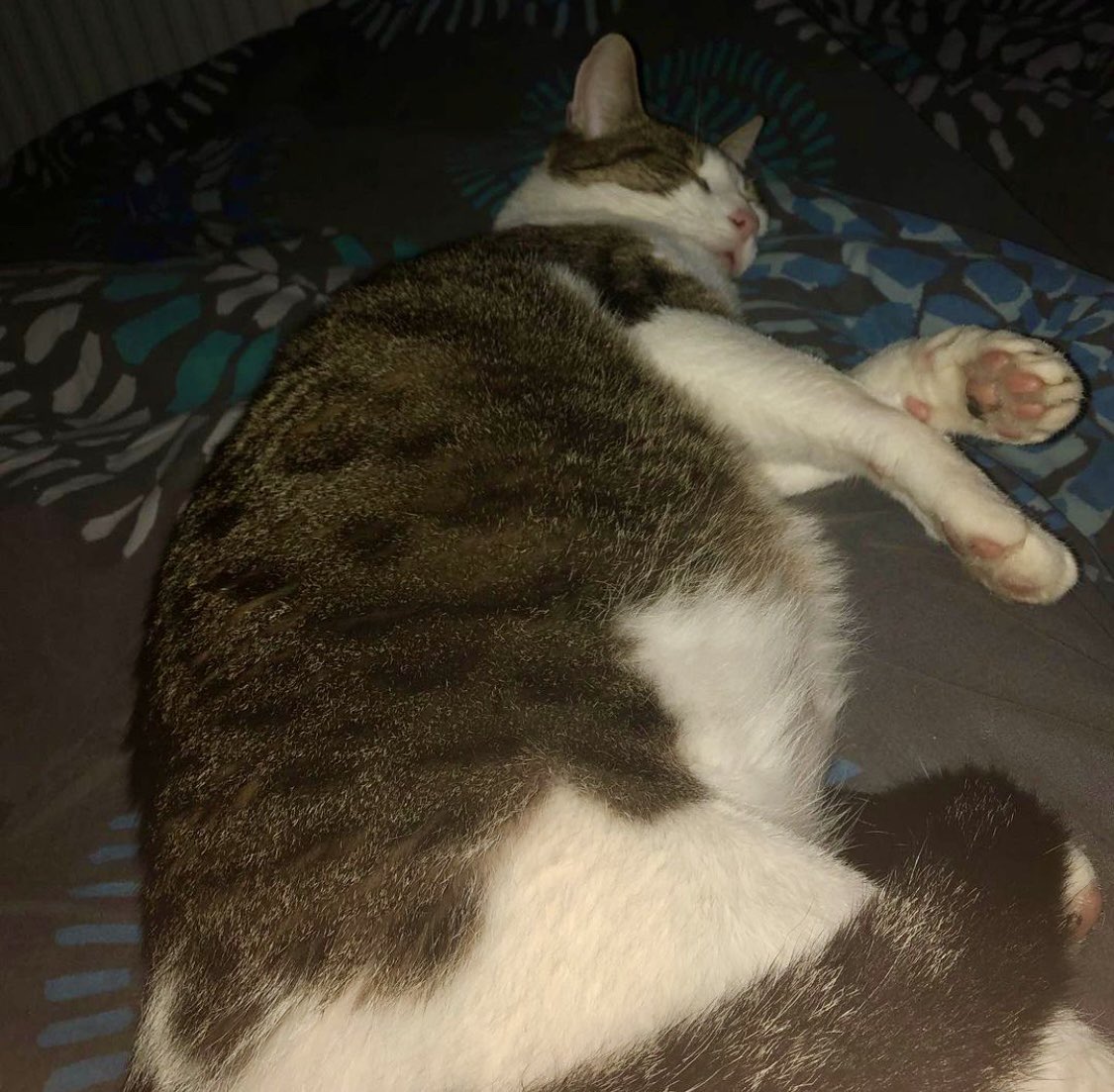 DrtEnzoo's tweet photo. @theofliiip le gros lard https://t.co/t0l3loDHLI