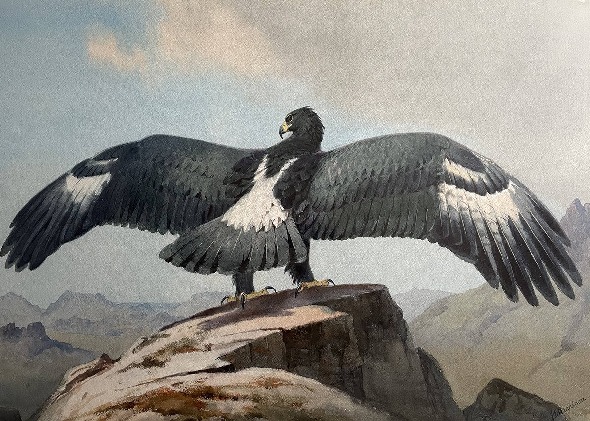 LoeBooks1's tweet photo. Christmas Newsletter with lots of books and art. 10% applied to all sales at https://t.co/XguQ8d869K . Superb John Cyril Harrison (1898-1985) watercolour of an eagle #birds  #paintings  https://t.co/7AEWNWRThA https://t.co/hguvtegyq4