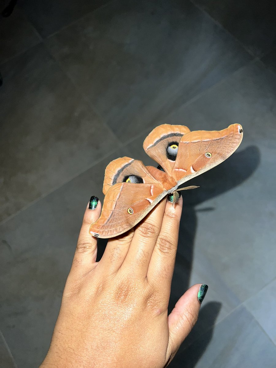 Meet my pet moth Fred.