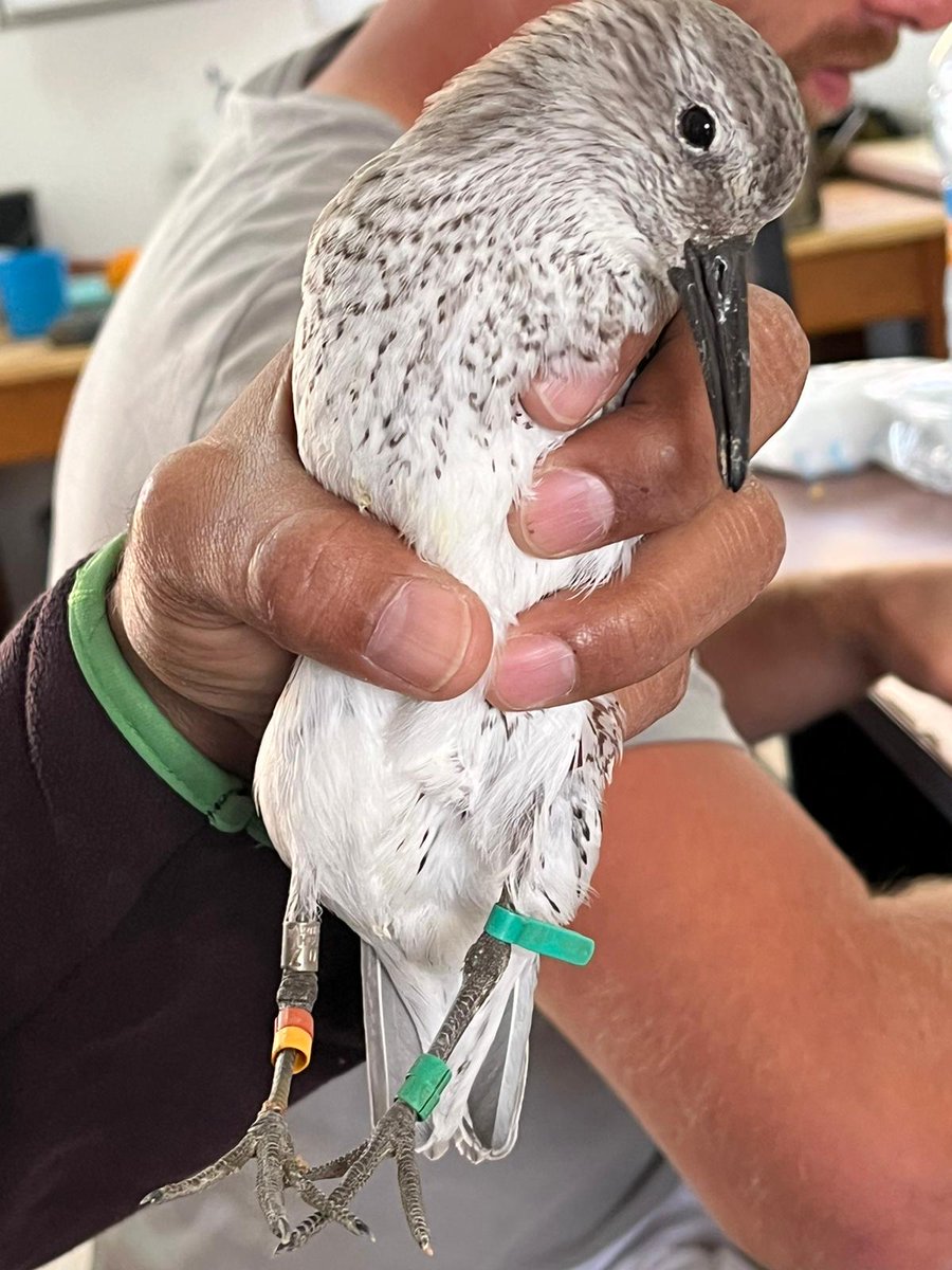 Surviving a mediocre place by an appropriate immune response? This is G1GGRY, a 17yr old red knot from the 'low quality habitat', sampled as a juv by Debbie Buehler for immune measures and recaptured now at same site on 8 Dec '23.🤩

Buehler et al 2009: dx.doi.org/10.1007/s10336…