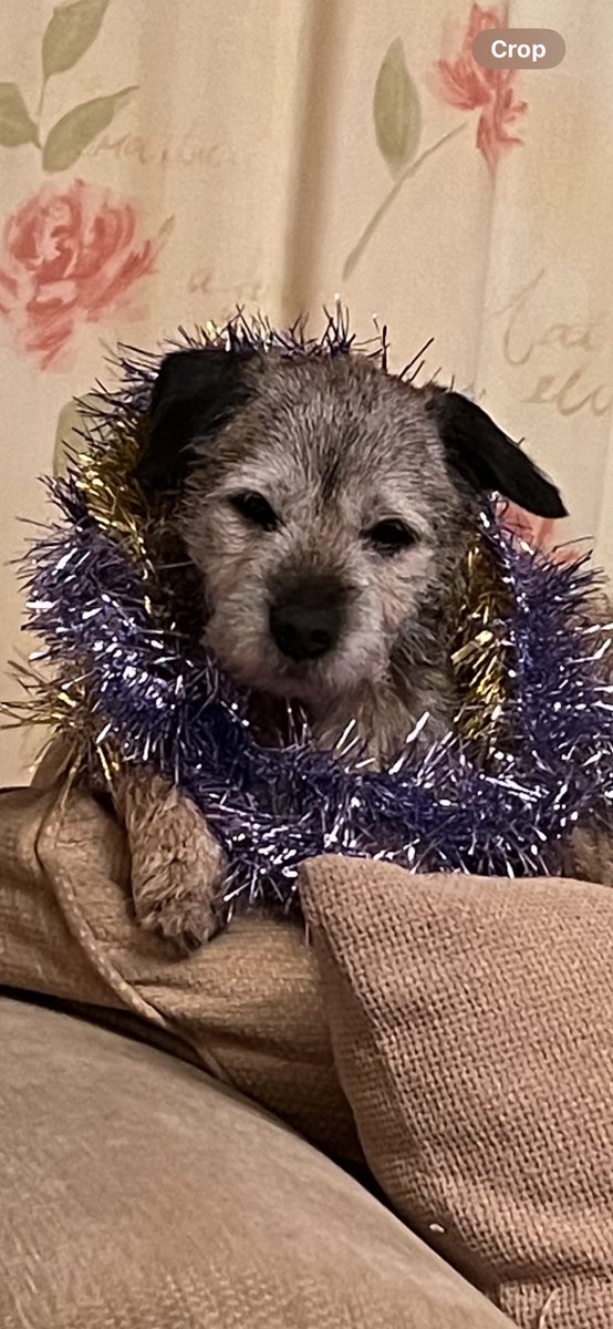 Todd #Borderterrier #ChristmasCountdown #Cumbria @Drdets @MaryportHarbour