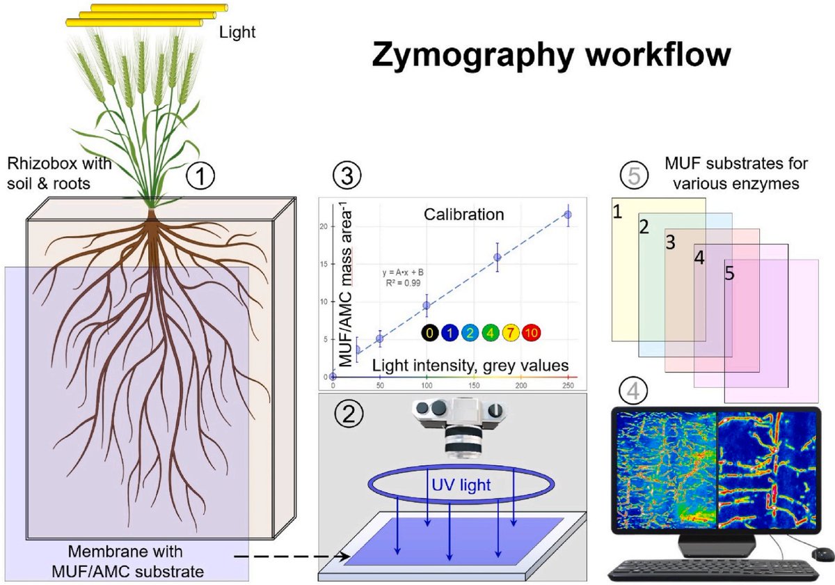 Yakov Kuzyakov . . . priming Soil Science (@ykuzyakov) on Twitter photo 💥Final version of the #review
#Soil #zymography for imaging of microbial #hotspots
doi.org/10.1016/j.soil…
in <a href="/SoilBiolBiochem/">Soil Biology & Biochemistry Journal</a>
🌐Free access:
authors.elsevier.com/c/1iDxl8g13Xes3
<a href="/nbilyera/">Nataliya Bilyera</a> #Roots #enzymes #litter
#MicrobialNecromass #soilbacteria #soilfungi
#rhizosphere #carbon #imaging 💥Final version of the #review
#Soil #zymography for imaging of microbial #hotspots
doi.org/10.1016/j.soil…
in <a href="/SoilBiolBiochem/">Soil Biology & Biochemistry Journal</a>
🌐Free access:
authors.elsevier.com/c/1iDxl8g13Xes3
<a href="/nbilyera/">Nataliya Bilyera</a> #Roots #enzymes #litter
#MicrobialNecromass #soilbacteria #soilfungi
#rhizosphere #carbon #imaging