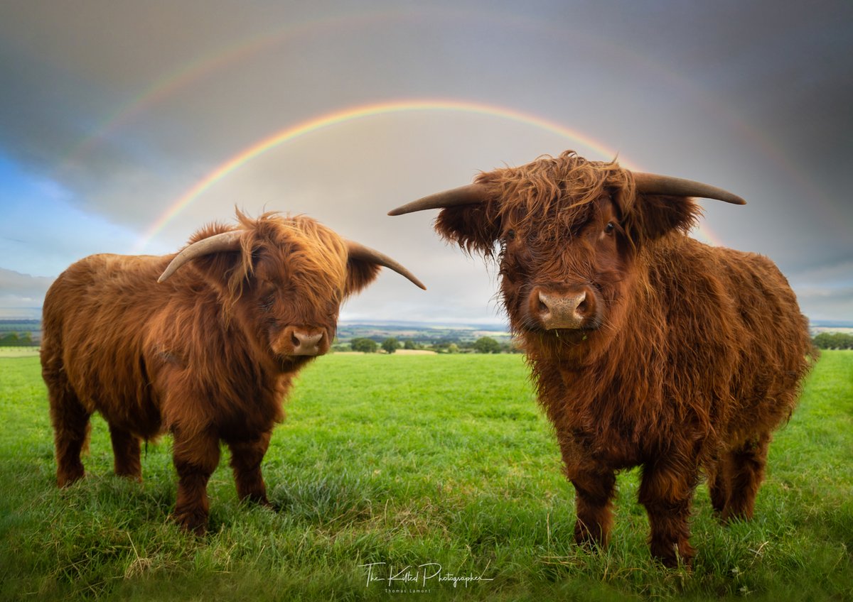 A busy few days so not been on social media as much (sorry!).

Here is an oldie but it's still one of my favourite photographs of a young Wallace and Munro at Arnbeg Farmstay Scotland. I made some new life long friends that day!

#Scotland #ArnbegFarmstayScotland #TheKiltedPhoto…