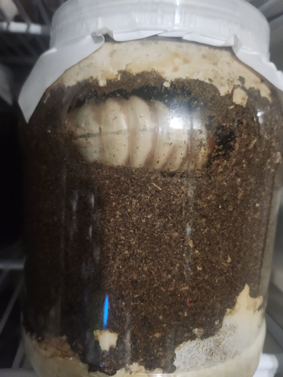 なんでお前がそこから出てくるんだ？
なんでこんなに大きいの？
🫢🫢🫢🫢