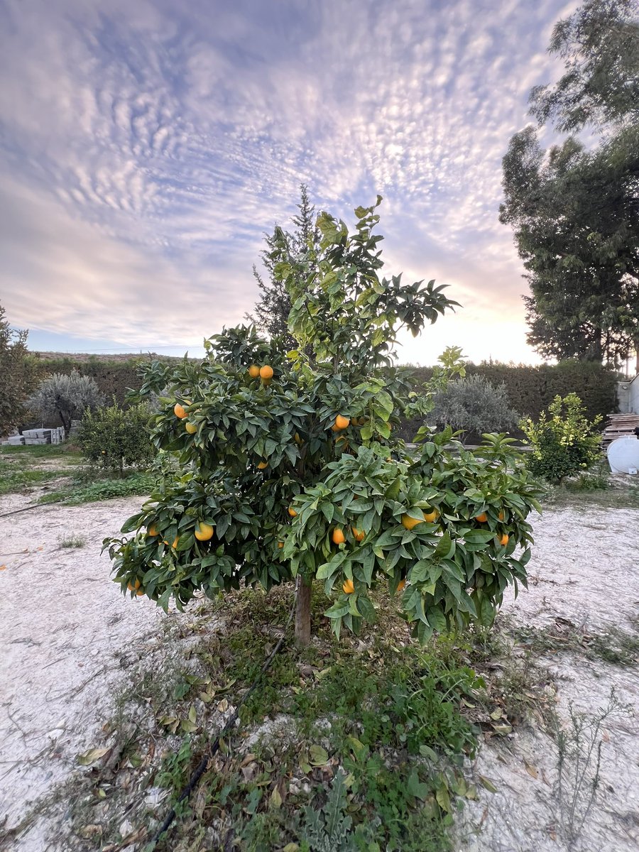 Marios Kalochoritis tweet media