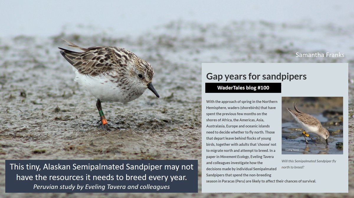 #Waders #Shorebirds don't always breed every year.
Having a gap year does not necessarily reduce lifetime reproductive success. 
Blog from 9 Dec 2020 🎂
wadertales.wordpress.com/2020/12/09/gap…
Paper by @eveconnection 
#ornithology #phenology