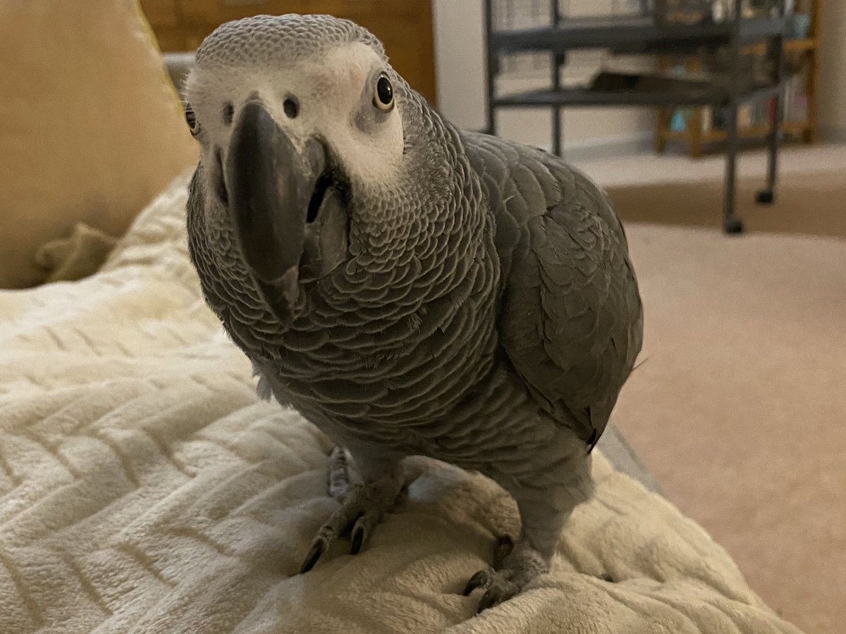 My fave parrot boy - Nobby the #AfricanGrey chilling on my blanket