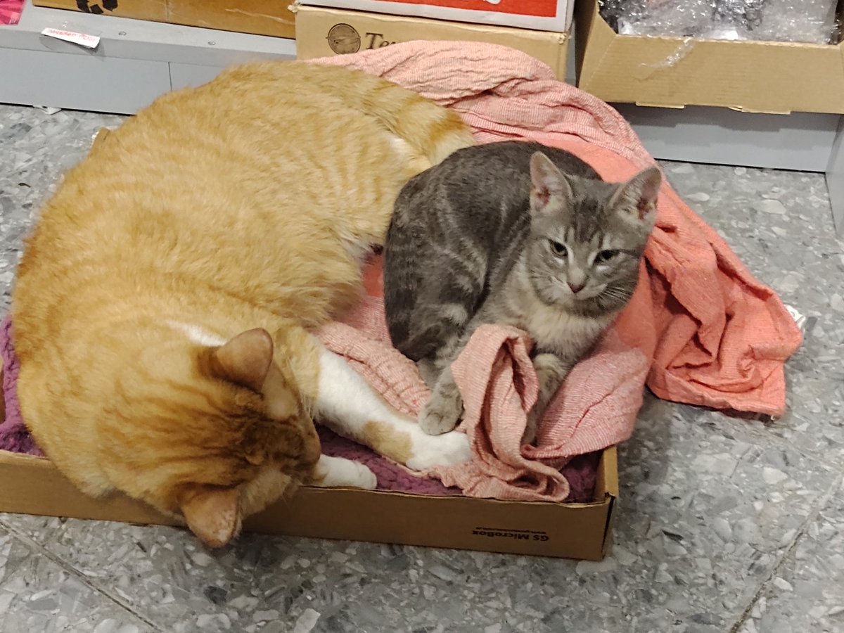 Facundo Dell Aqua tweet media