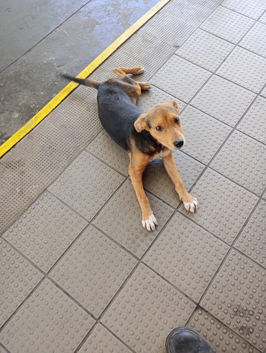 patripeyrou's tweet photo. Acaban de abandonar esta perrita ❤️ en el ACA cerca de Norcenter.
Corre mucho peligro...
Es cachorra y pesará 5/6 kg.
Por favor, quien le hace un lugarcito.🙏🏻
Muy urgente.
1555778901. https://t.co/so6c3zv63y