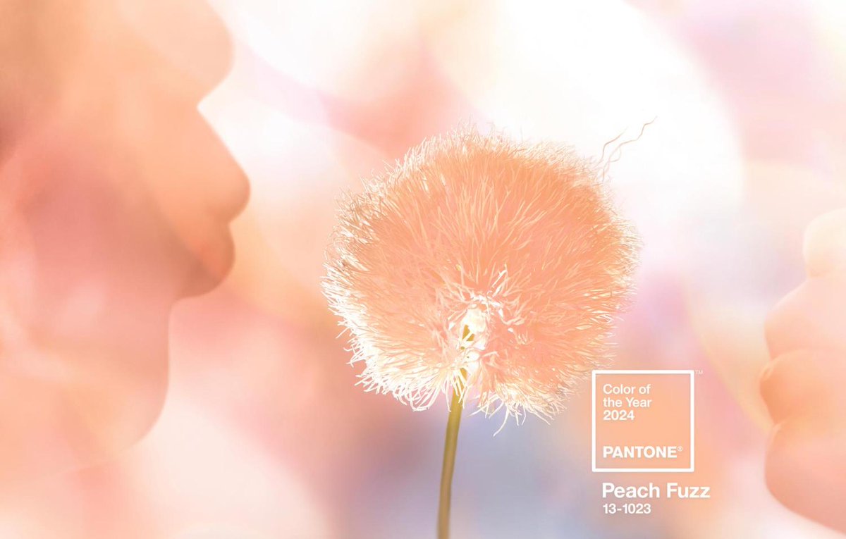 printweek's tweet photo. Printweek - Peach Fuzz named Pantone Colour of the Year https://t.co/GZMYeof06O https://t.co/Xfys3ylyWB