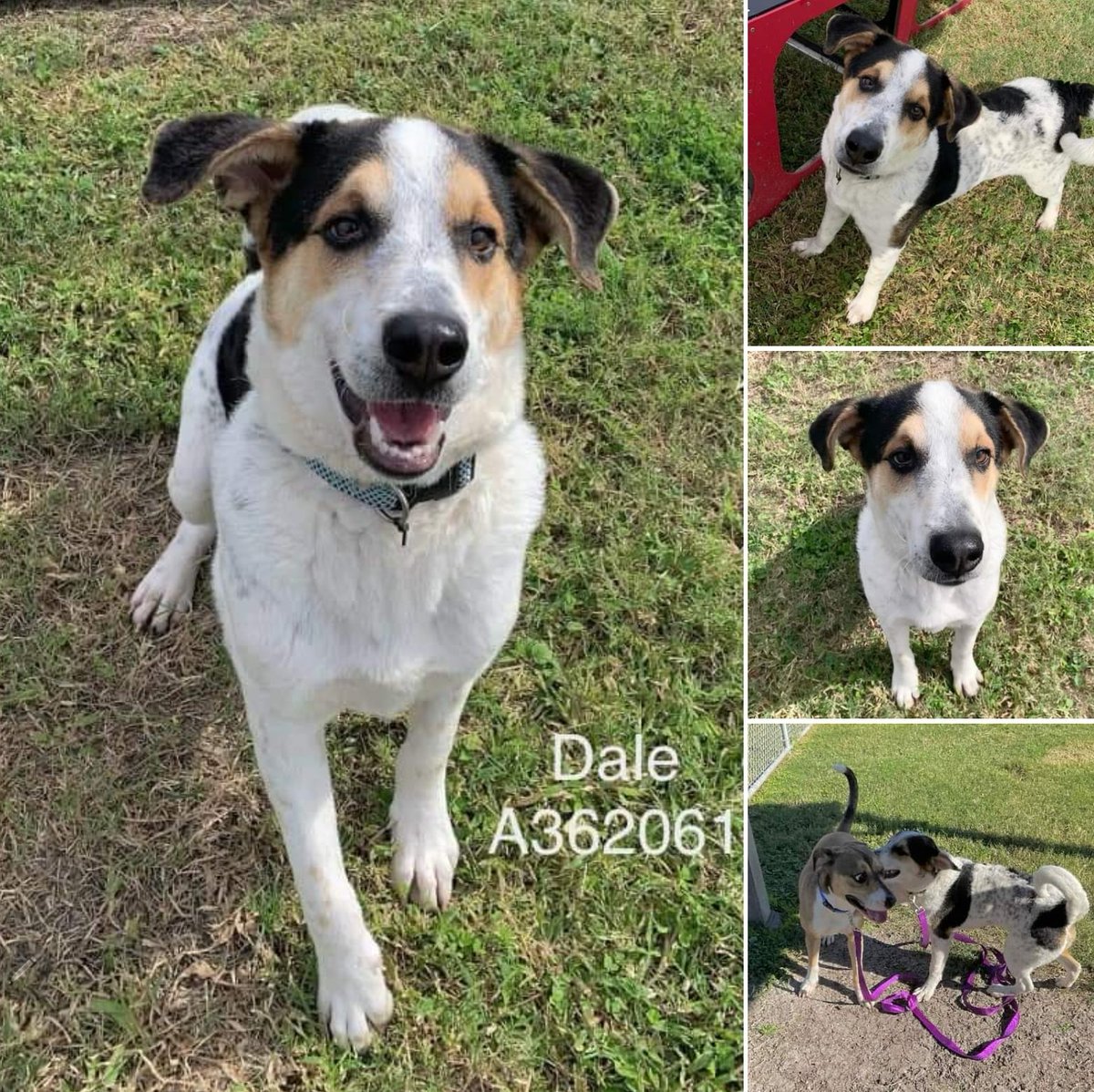 beeleevitonly's tweet photo. #CorpusChristi #TX #LostDog #FoundDog #MissingDog #perroperdido #perroencontrado #perrodesaparecido Male identified as #AustralianCattledogMix found 11/27
near 1200 block #MelbourneDrive  Friendly, knows how to sit. Pls get him if yours, he is on #EuthanasiaList to die 12/14 https://t.co/WjDfEtFh8o