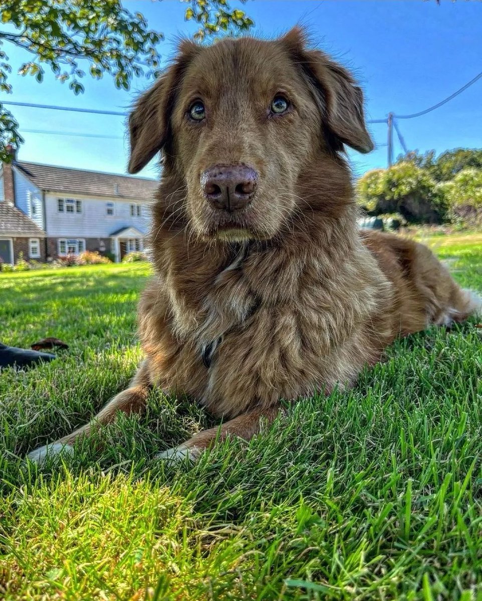 PlotSpotUK's tweet image. We love our K-9 companions here at #PlotSpot !🐕

Website: plotspot.co.uk/community🌱
IG: instagram.com/plotspotuk

#gardening #dogs #dogsoftwitter #allotment #change #food #sustainability #growyourown #nature #wildlife #homegrown #fruit #vegetables #love #community #marketplace
