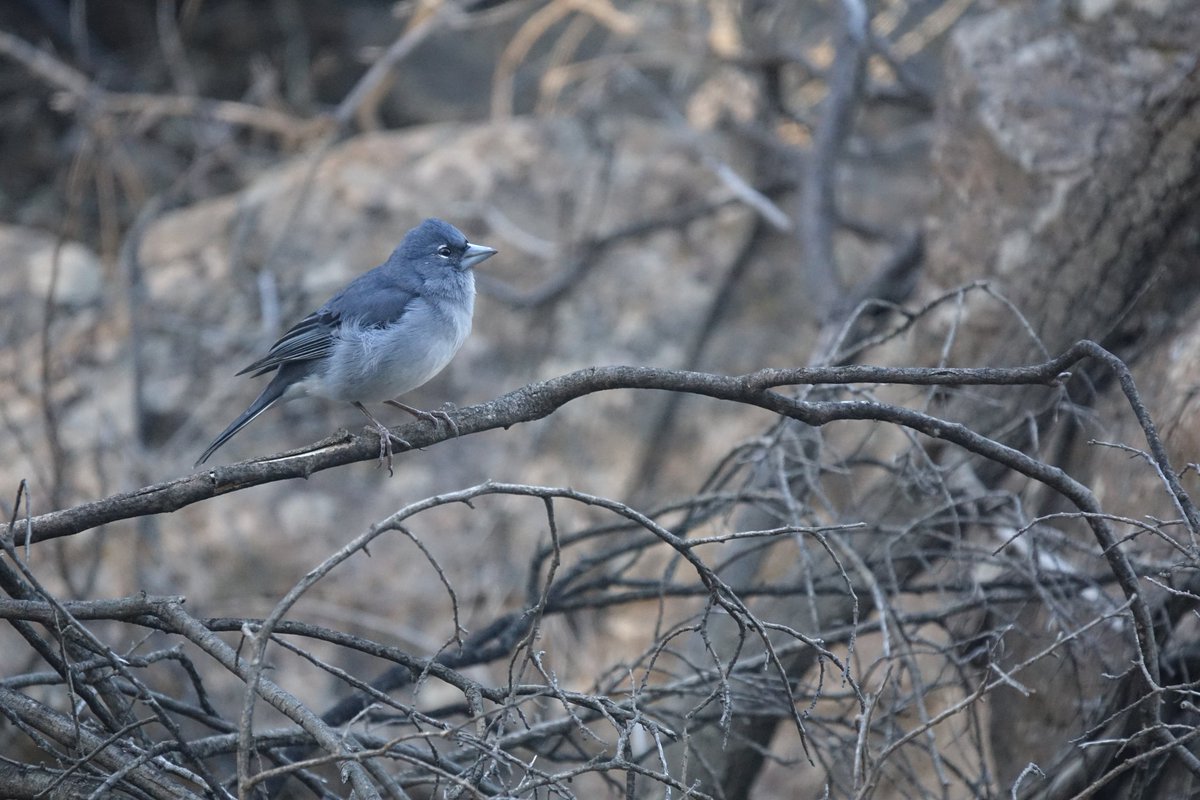 A morning walking the pine forests of Gran Canaria, the spectacular scenery was just as beautiful as the four Gran Canarian Blue Chaffinches we found!