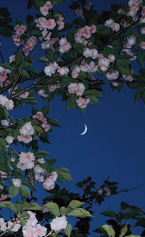 aladb_2020's tweet photo. ما بالُ طيفكِ غازيًا كُلّ الوجوهِ 
ما بالُ عين�� غيرَ حُسنكِ لا ترى! https://t.co/XWta9KqrgS