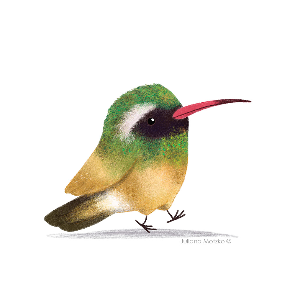 X is for Xantus Hummingbird.
A new illo for the new round of #AnimalAlphabets project! <a href="/animalalphabets/">Animal Alphabets</a>
#xantushummingbird #hummingbird #beijaflor #cuteness #funny #animal #cute #childrenspublishing #illustration #kidlitart #kidlitartist #illustrator #JulianaMotzko