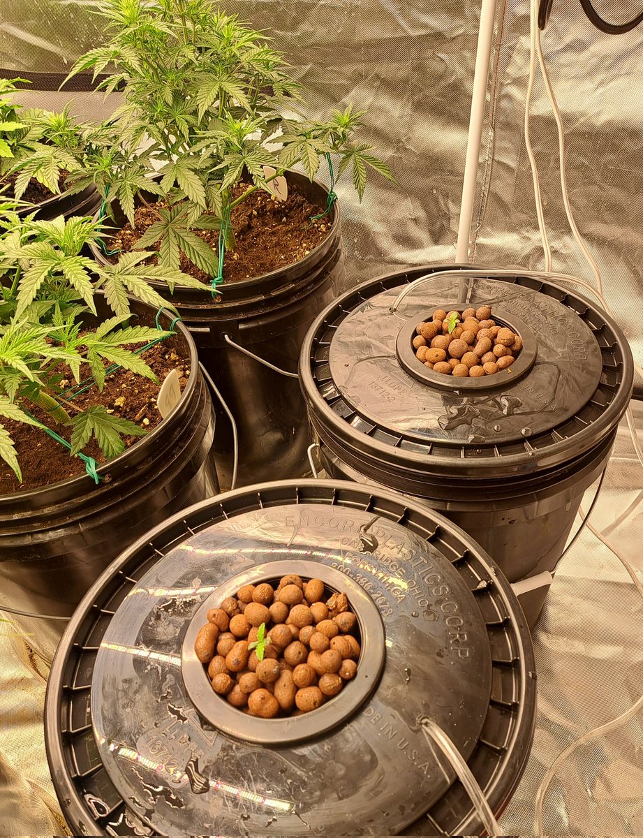#stonersrus
#growyourown 
#marshydro 
#royalqueenseeds 
#generalhydroponics
I spent this morning getting these 2 DWC buckets set up. Northern Lights and Cheese. Both autos.