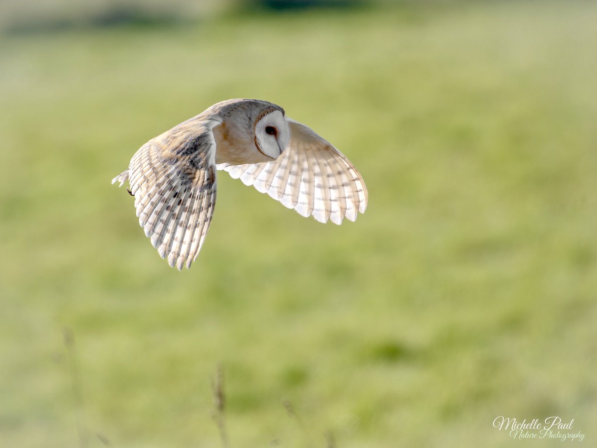 Good evening! A Barn owl flew over, showing off its gorgeous wings as it hunted for food. It did, finally, catch a mouse 🦉🐭 #BirdsOfTwitter #birdphotography #birds #TwitterNatureCommunity #TwitterNaturePhotography #elmley #owls #birdwatching #nikon @thephotohour