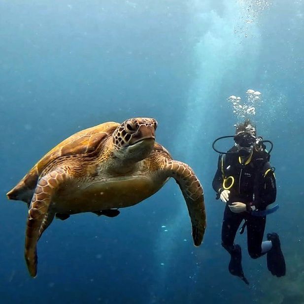 scubadivingyard's tweet image. just a girl who loves turtles 🥰

#turtles #turtlelover #makedivealife #dive #sealife #underthesurface #diver #openwater