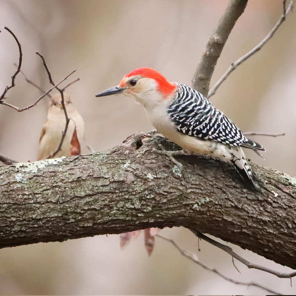 This male red-bellied woodpecker was inspecting crevices while a female house sparrow in the background quietly looked on...
#maleredbelliedwoodpecker #redbelliedwoodpecker #redbelliedwoodpeckers #woodpeckers #woodpecker #creviceinspection #inspector #housesparrow #birdlife