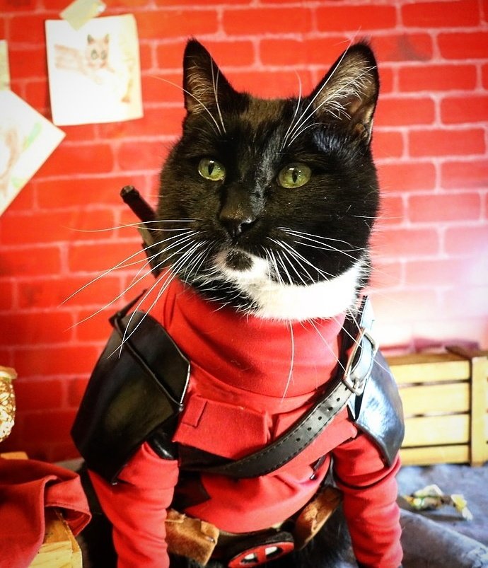 Catpool, a very legit #Caturday #Deadpool leak. #DeadpoolLeaks #DeadpoolSpoiler #DeadpoolScoop