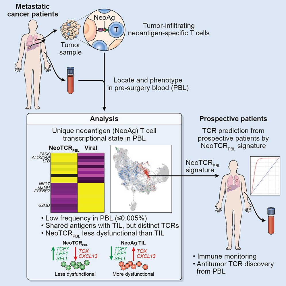 #ScienceSaturday How can we identify tumor reactive T cells circulating in the blood? Using single cell transcriptomic profiling of tumor infiltrating lymphocytes (TIL) and blood lymphocytes, researchers at @NCI_CCR_SB identified a phenotypic signature of circulating T cells…