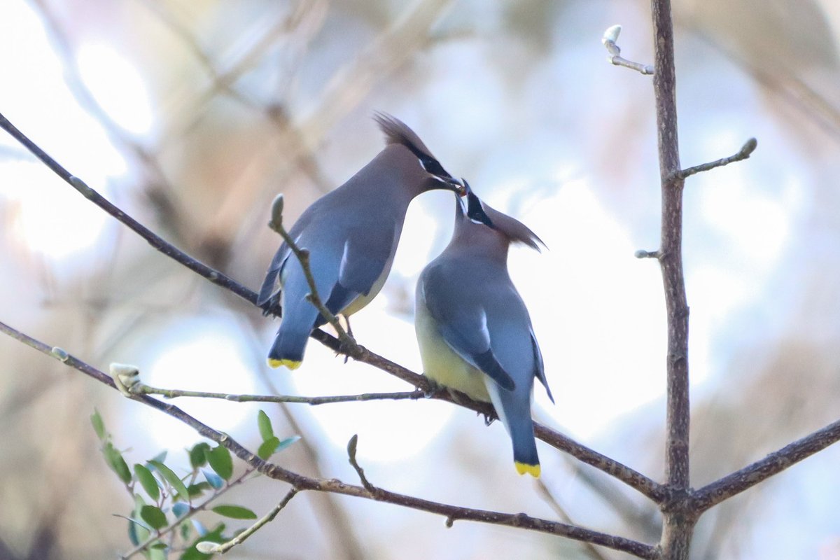 maddiejayy's tweet photo. How sweet is the Cedar Waxwing berry passing courtship ritual? https://t.co/0g64Oe18Ha