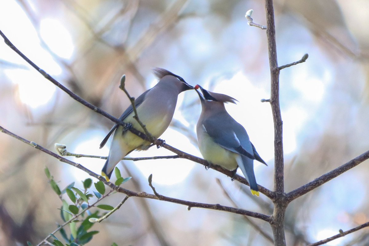maddiejayy's tweet photo. How sweet is the Cedar Waxwing berry passing courtship ritual? https://t.co/0g64Oe18Ha