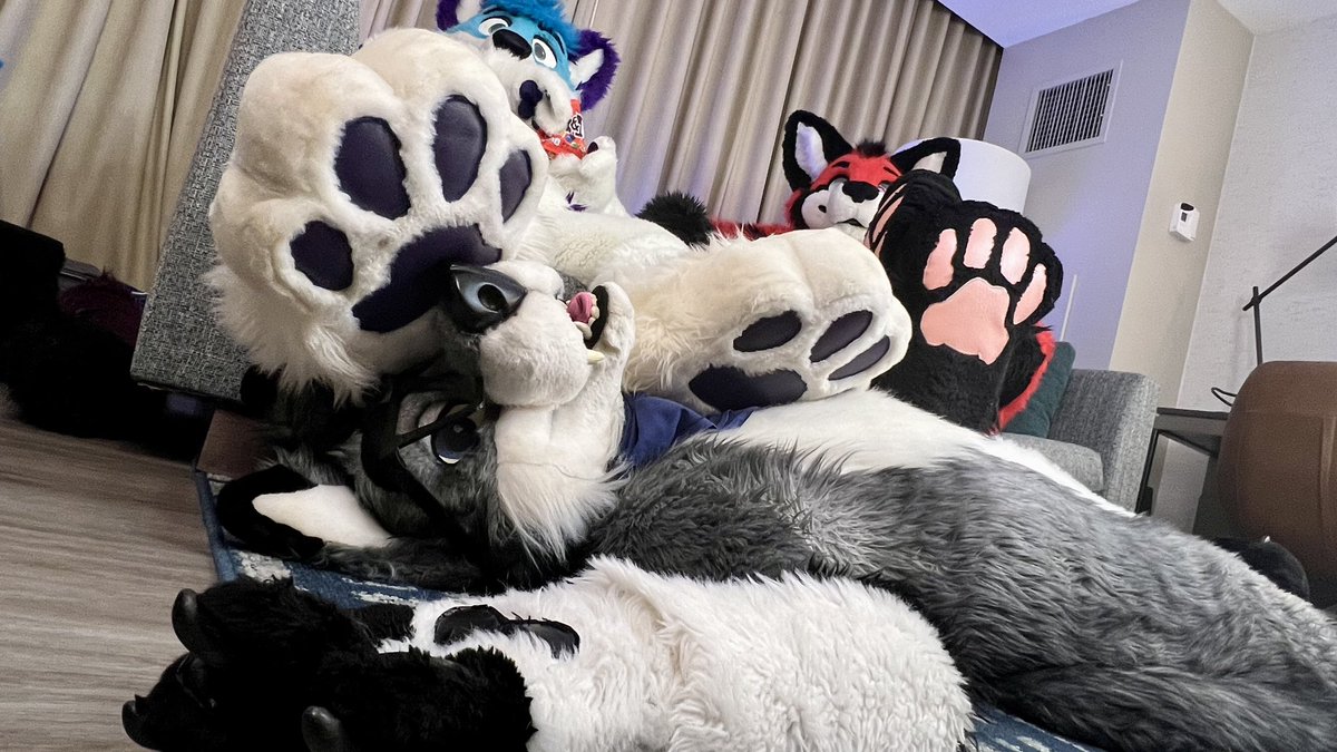 KyashKT's tweet photo. When it's game day, but your IKEA couch didn't come with an ottoman. 🐾🐾🐺

@RubyCanine @Blueneko 
📸: @Dingorooz https://t.co/F6VKTYXLDd