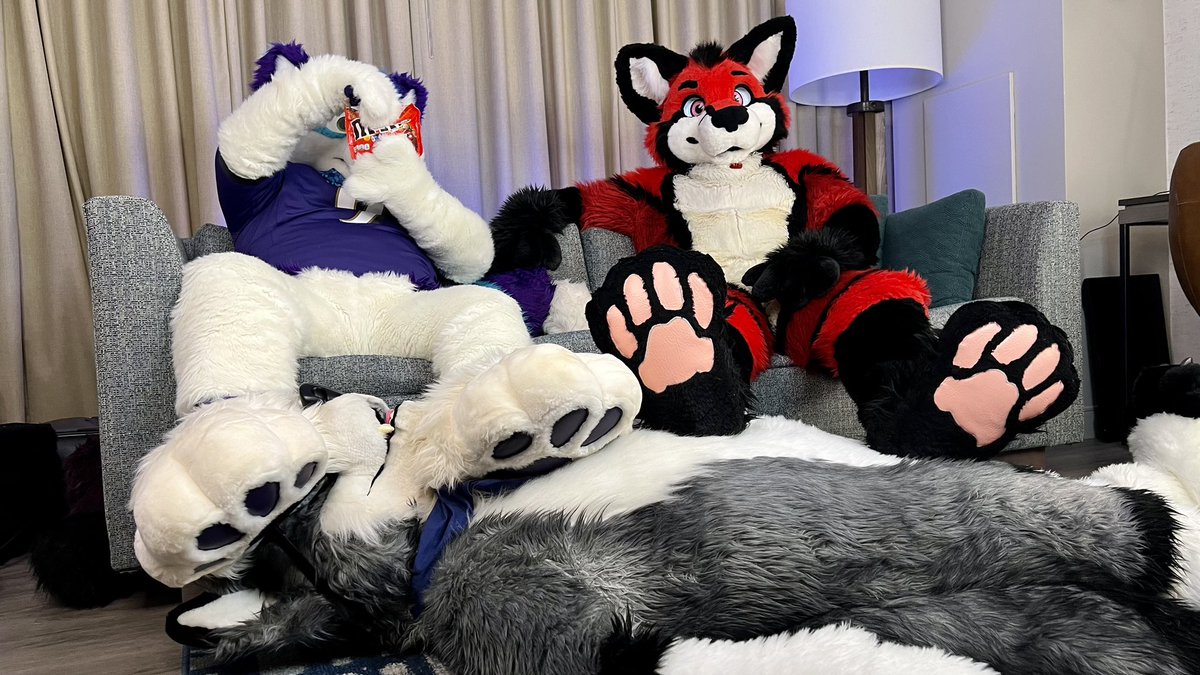 KyashKT's tweet photo. When it's game day, but your IKEA couch didn't come with an ottoman. 🐾🐾🐺

@RubyCanine @Blueneko 
📸: @Dingorooz https://t.co/F6VKTYXLDd