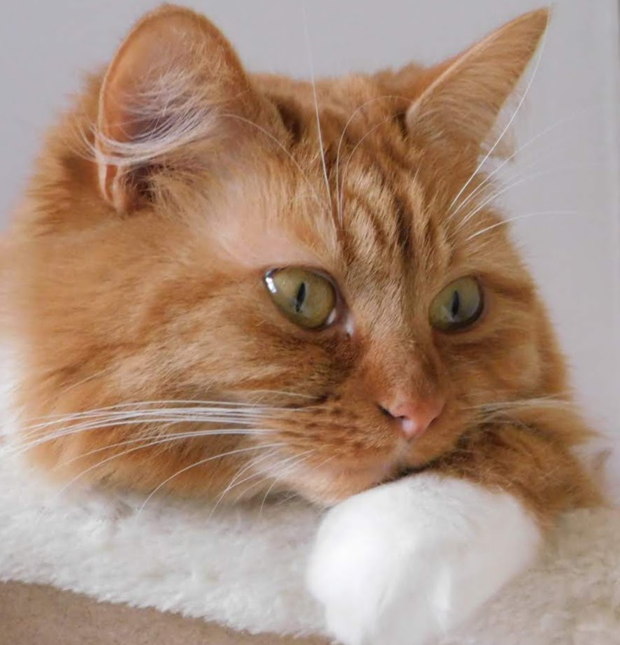 BerylFruitloop's tweet image. Hello everybody!!!! 
I&apos;m checking in to send you all my love!!!
Happy #Caturday !!! 😻😻😽😽
#CatsOfTwitter #cats #WeekendVibes #love #ginger #pets