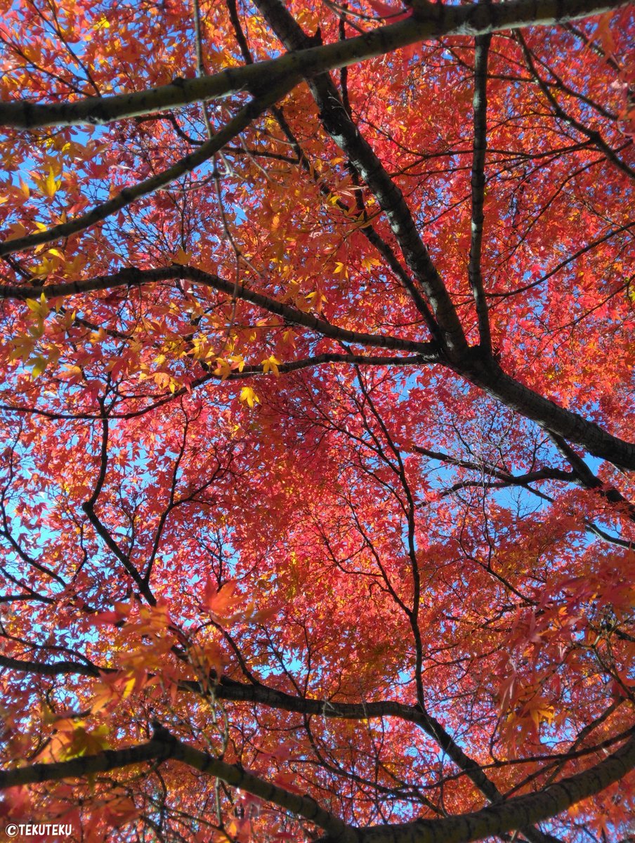 モミジ「てくてく写真・今日の図書館のモミジ #紅葉2023 #キリトリセカイ #phot」|TEKUTEKUのイラスト
