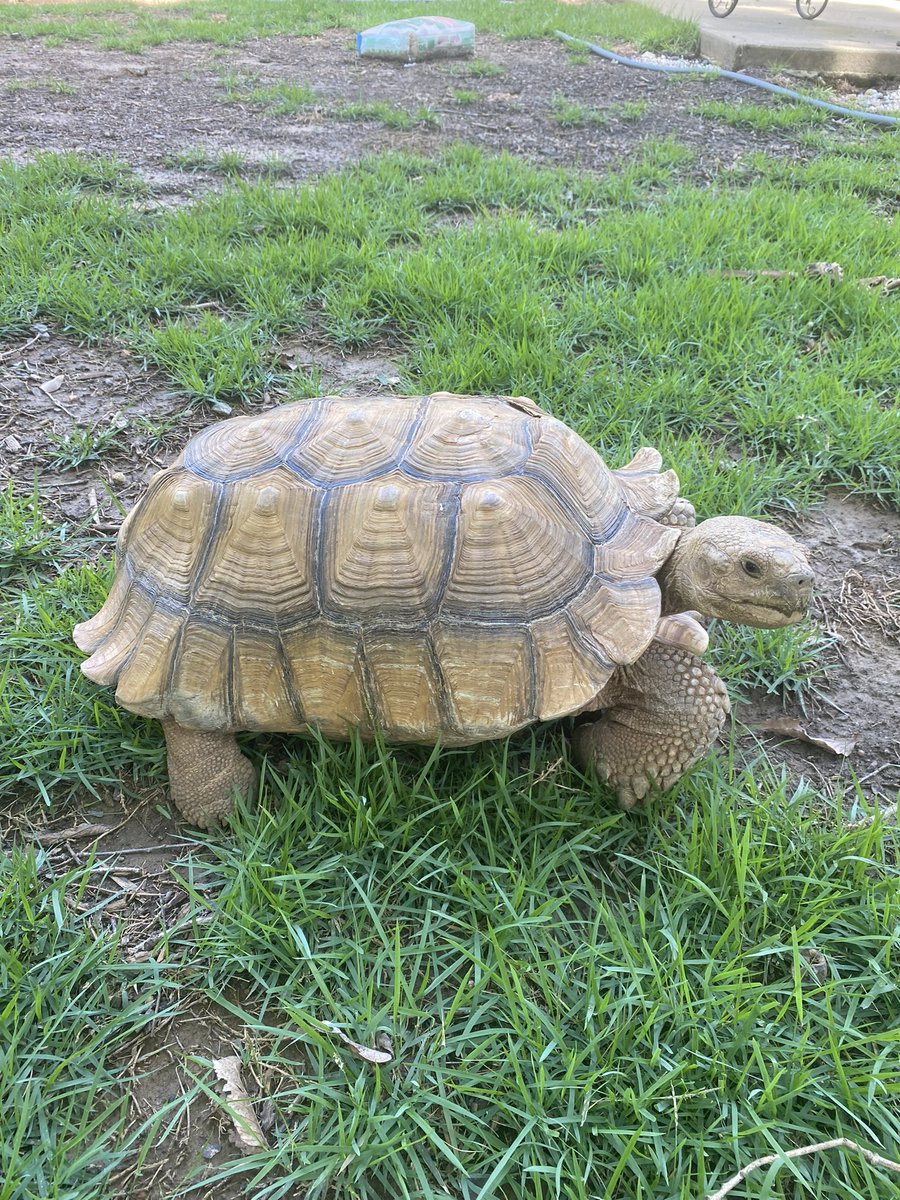 blazek79's tweet photo. @THESagerbomb Next time you come visit your Mom, you can come see Tank. https://t.co/yoScsV1iwB