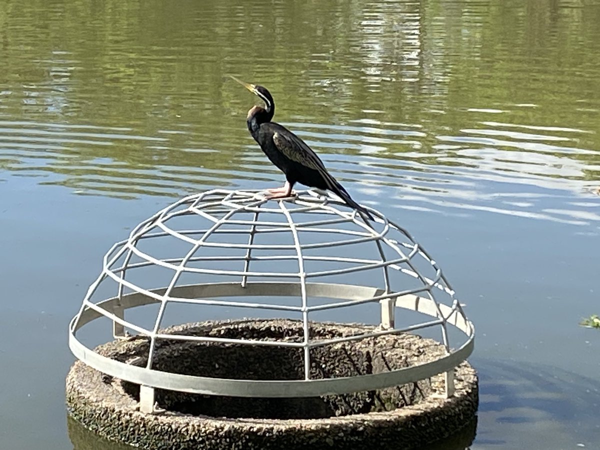 Lisa Akison tweet media