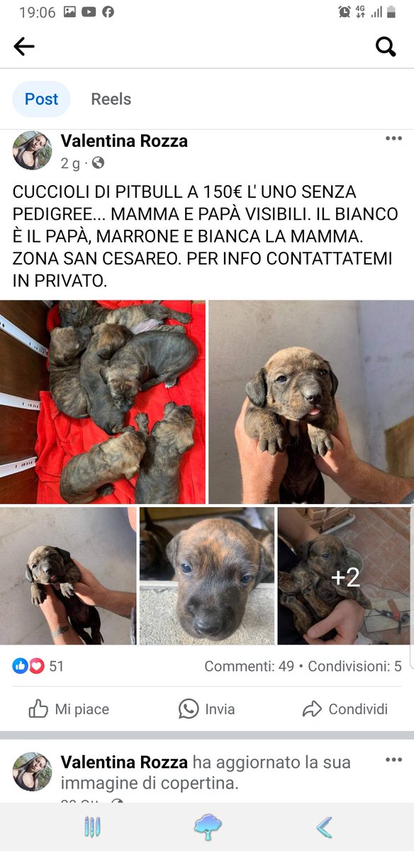 Xequano's tweet photo. È arrivato un'altro mmerda di natale con la solita gente demmerda di natale e la gente demmerda piùdemmerda del natale stesso si mette a vendere piccoli e dolci pittbullini. Tanto non sono pieni i canili. Mentecatti DEMMERDA!!! Poveri patatini😥😥😥😥😣😣😣😣 https://t.co/lf6gFbeXtA