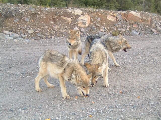LHusky2023's tweet photo. Adult #LabradorWolf photo taken between #GooseBay and #ChurchillFalls #Labrador 2015. An endangered species of #wolf seldom seen. #LabradorWolfPups in last 2 photos. These wolves are what the #Inuit would breed their Inuit dogs with in Labrador to create the Labrador Huskies. https://t.co/P3wFVJ2QUZ