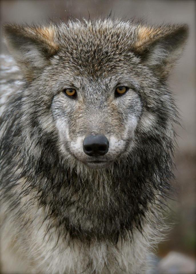 LHusky2023's tweet photo. Adult #LabradorWolf photo taken between #GooseBay and #ChurchillFalls #Labrador 2015. An endangered species of #wolf seldom seen. #LabradorWolfPups in last 2 photos. These wolves are what the #Inuit would breed their Inuit dogs with in Labrador to create the Labrador Huskies. https://t.co/P3wFVJ2QUZ