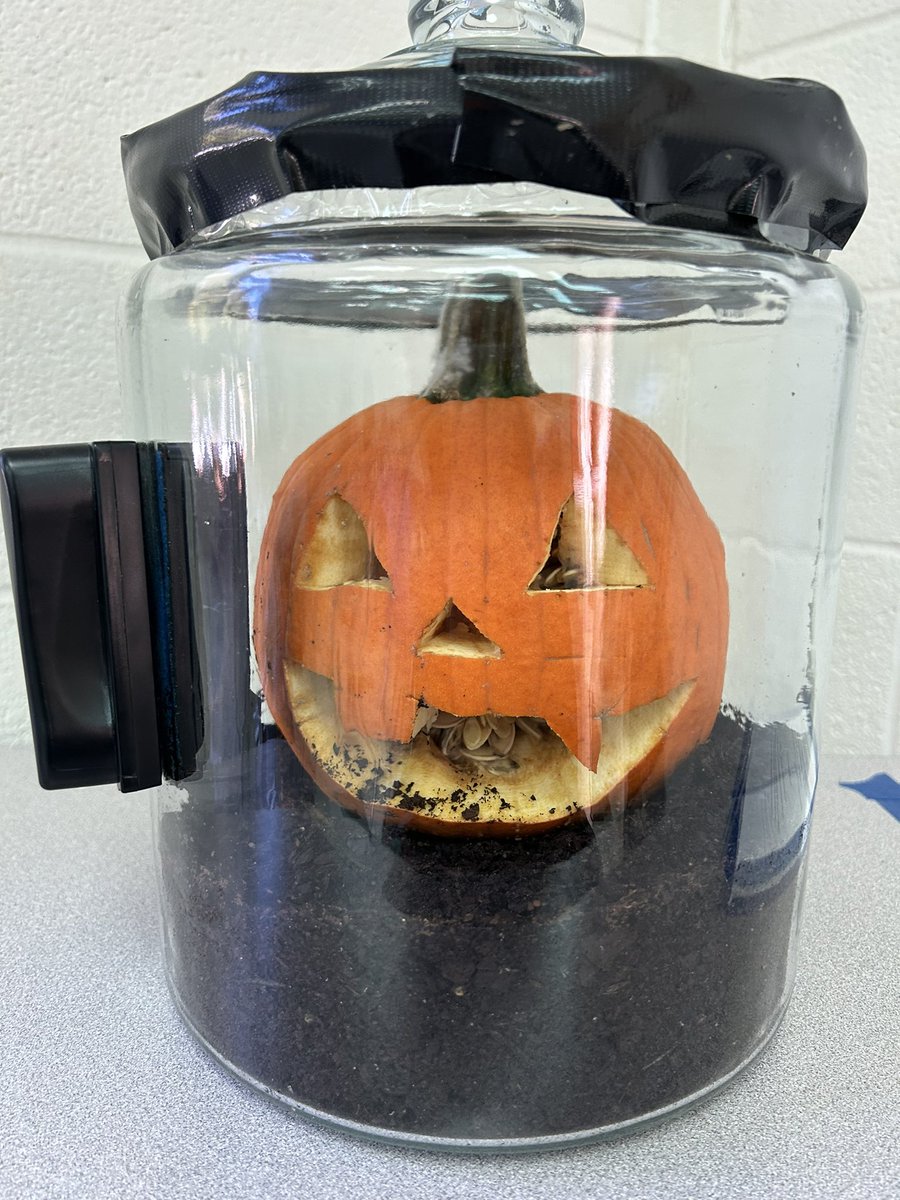 MsMatthews2019's tweet photo. our pumpkin jack from day 1 to day 40ish. fingers crossed it will sprout after winter break. 🤞🎃 https://t.co/jpB51d7VNQ