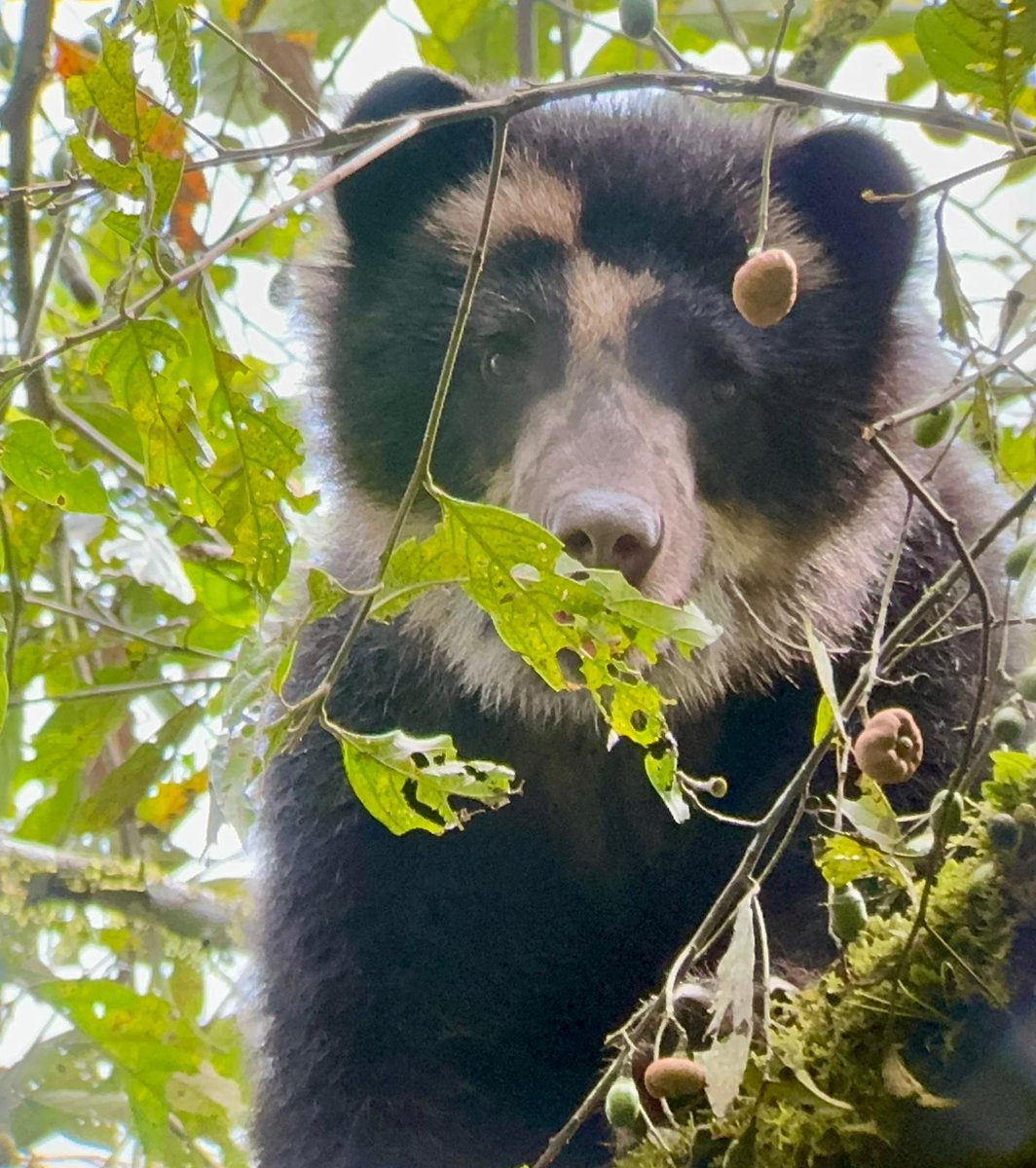 If you go down to the woods today....
Feeling increadibly lucky to have spent an hour quietly watching this Andean (spectacled) bear eating its favourite fruit. <a href="/FundMaquipucuna/">FundaciónMaquipucuna</a> #Ecuador <a href="/BearTrust/">Bear Trust International</a> #bears