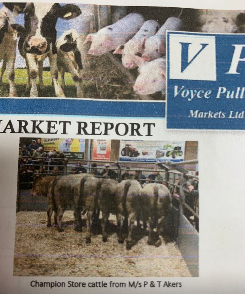 BritishBazadais's tweet photo. Another market another set of top prices from bazadaise cattle. https://t.co/fqwWJoluG3