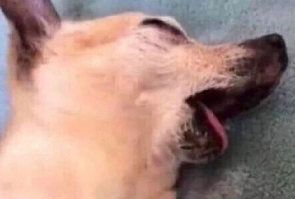 GeniusPothead's tweet image. "sativa gives you energy"

me after smoking sativa: