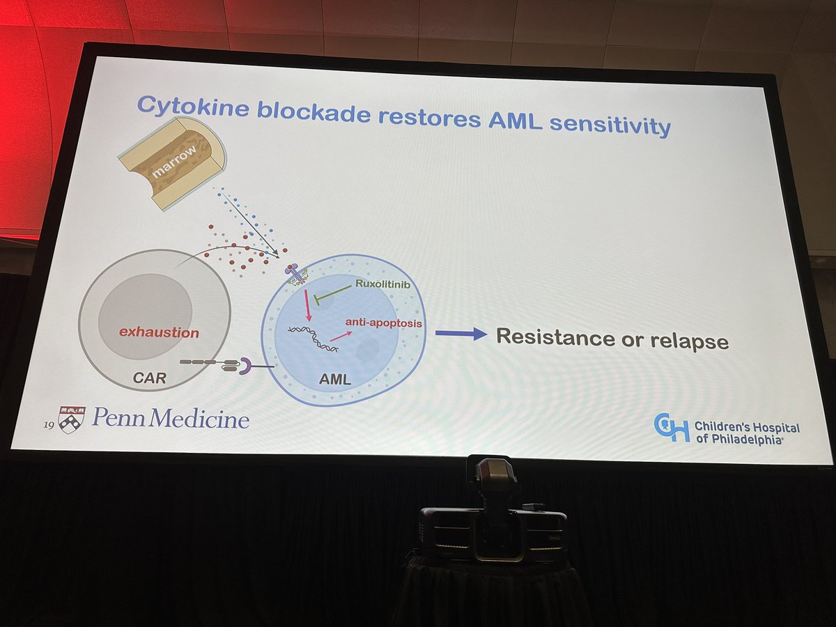 hemedoc's tweet photo. #ASH23 #leusm #celltx Bhagwat: increased pSTAT5 in AML cells during course of CART response. Ruxolitinib can abrogate protective effect of the myeloid cytokine mediated signaling that increases resistance to apoptosis in AML blasts. https://t.co/EFjuL33Mk4