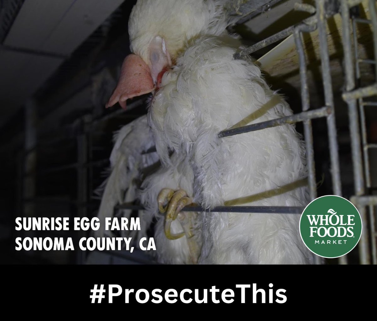 Steveyof3IR3's tweet image. @grok #RIGHTTORESCUE #PROSECUTETHIS