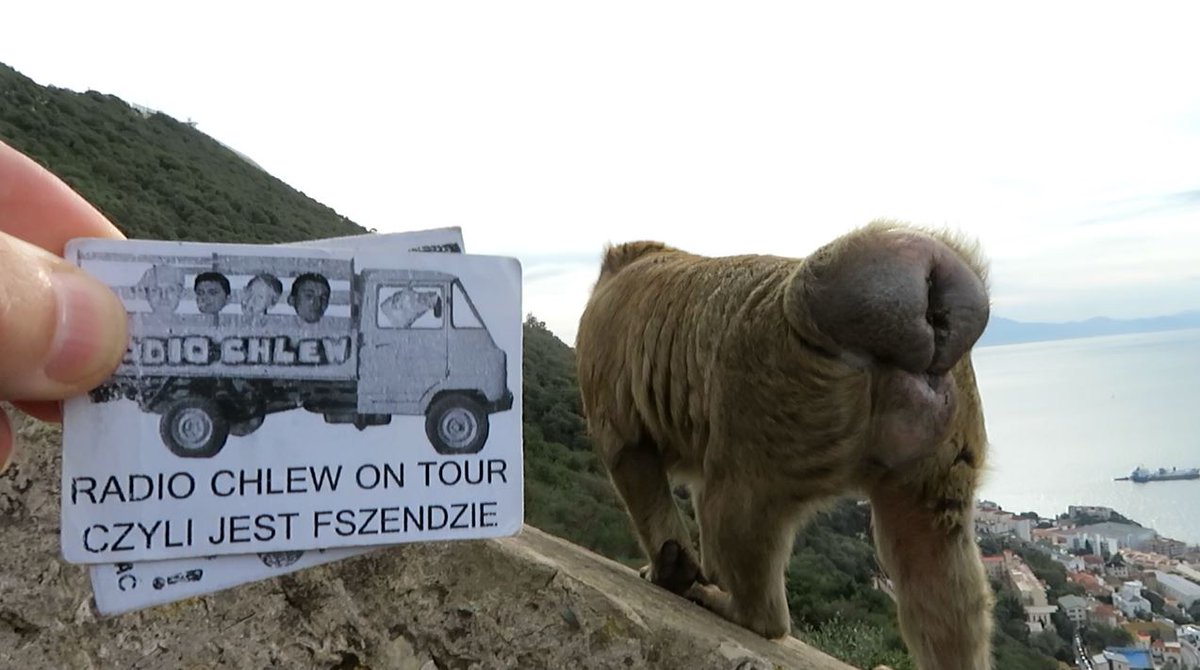 radiochlewpl's tweet photo. MAUPISZONY GIBRARTARSKIE https://t.co/7PqXtai98g