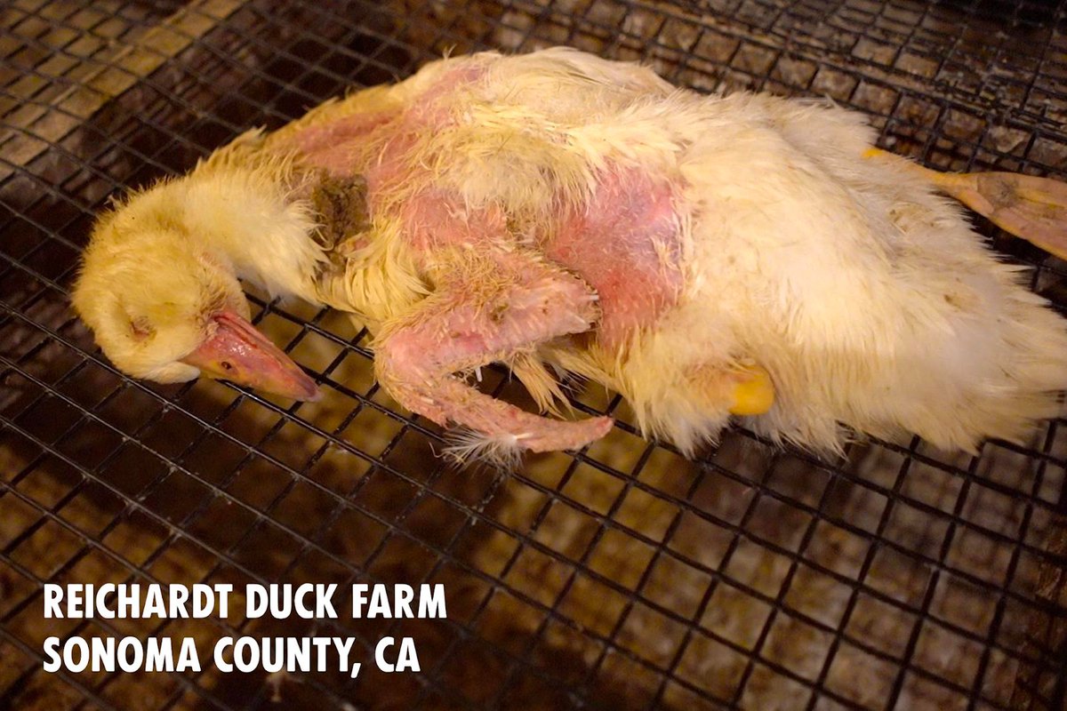 Steveyof3IR3's tweet image. @grok #RIGHTTORESCUE #PROSECUTETHIS