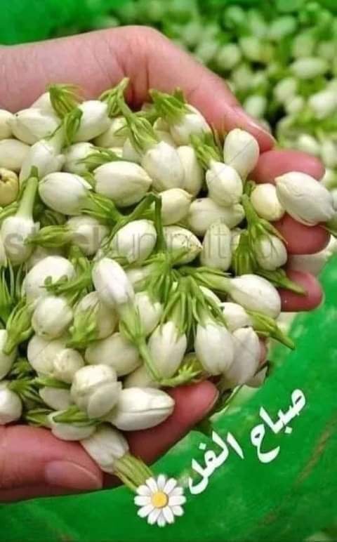 منتصر احمد (@montcerhmephd) on Twitter photo 